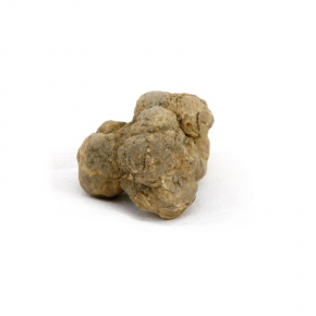 Tartufo "Tuber Magnatum Pico"